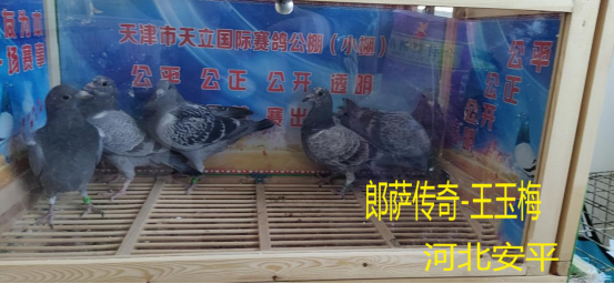 天立公棚最新公告解讀與探討，以XXXX年XX月XX日公告為例，揭示天立公棚未來(lái)發(fā)展藍圖（XXXX年）