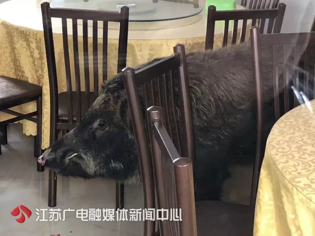 南京野豬誤入星級酒店與飯店探秘，玻璃門(mén)困境揭秘
