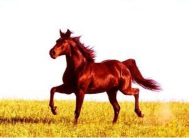 香港特馬王資料免費公開(kāi),最新碎析解釋說(shuō)法_KWL72.517多功能版