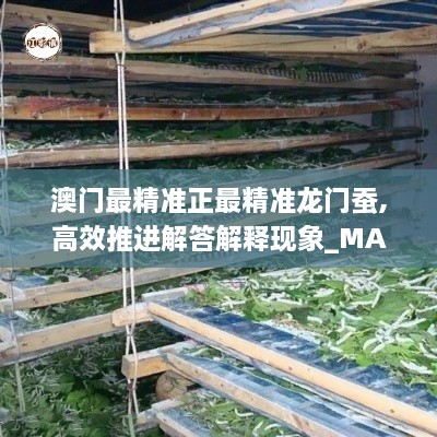 澳門(mén)最精準正最精準龍門(mén)蠶,高效推進(jìn)解答解釋現象_MAK4.36.48盒裝版