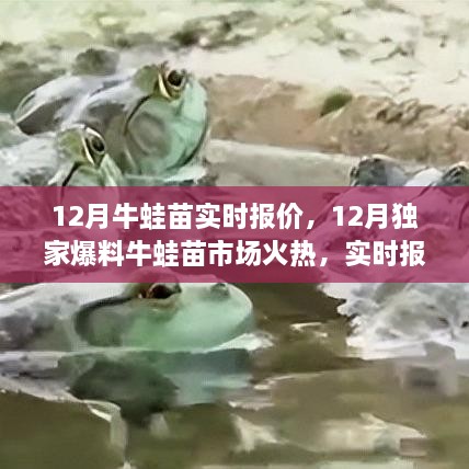 揭秘！12月牛蛙苗市場(chǎng)火熱，獨家實(shí)時(shí)報價(jià)火熱出爐！