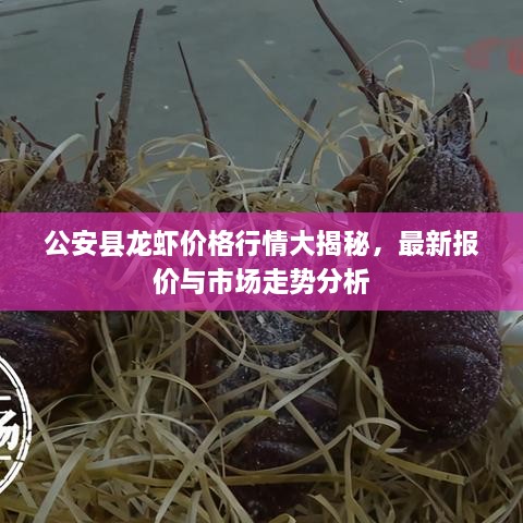 公安縣龍蝦價(jià)格行情大揭秘，最新報價(jià)與市場(chǎng)走勢分析