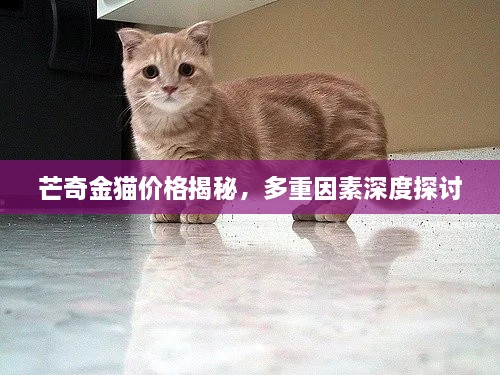 芒奇金貓價(jià)格揭秘，多重因素深度探討