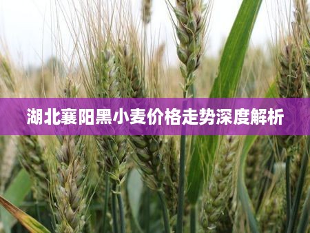 湖北襄陽(yáng)黑小麥價(jià)格走勢深度解析