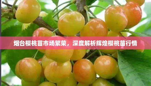 煙臺櫻桃苗市場(chǎng)繁榮，深度解析輝煌櫻桃苗行情
