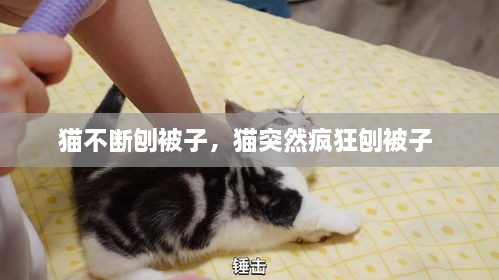 貓不斷刨被子，貓突然瘋狂刨被子 