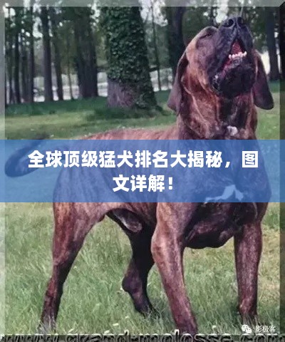 全球頂級猛犬排名大揭秘，圖文詳解！