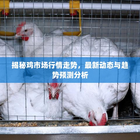 揭秘雞市場(chǎng)行情走勢，最新動(dòng)態(tài)與趨勢預測分析