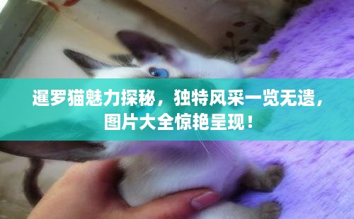 暹羅貓魅力探秘，獨特風(fēng)采一覽無(wú)遺，圖片大全驚艷呈現！