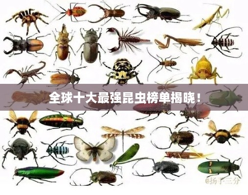 全球十大最強昆蟲(chóng)榜單揭曉！