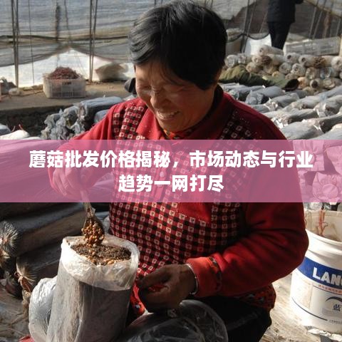 蘑菇批發(fā)價(jià)格揭秘，市場(chǎng)動(dòng)態(tài)與行業(yè)趨勢一網(wǎng)打盡