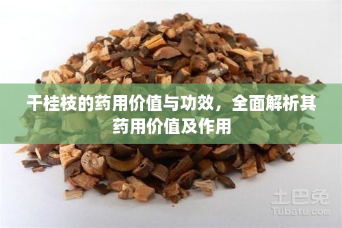 干桂枝的藥用價(jià)值與功效，全面解析其藥用價(jià)值及作用
