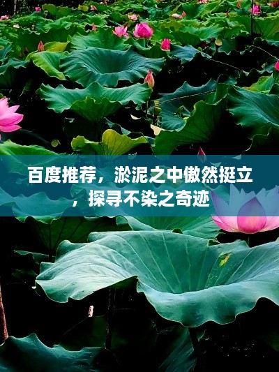 百度推薦，淤泥之中傲然挺立，探尋不染之奇跡