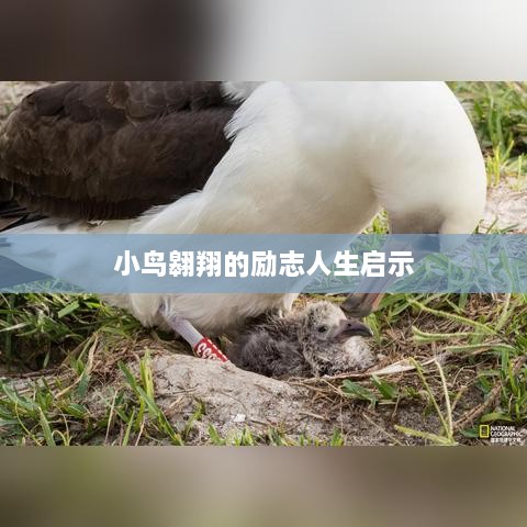 小鳥(niǎo)翱翔的勵志人生啟示