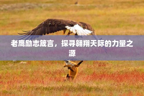 老鷹勵志箴言，探尋翱翔天際的力量之源