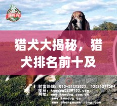 獵犬大揭秘，獵犬排名前十及詳細圖片介紹
