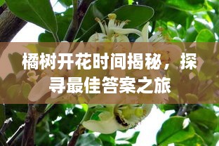 橘樹(shù)開(kāi)花時(shí)間揭秘，探尋最佳答案之旅