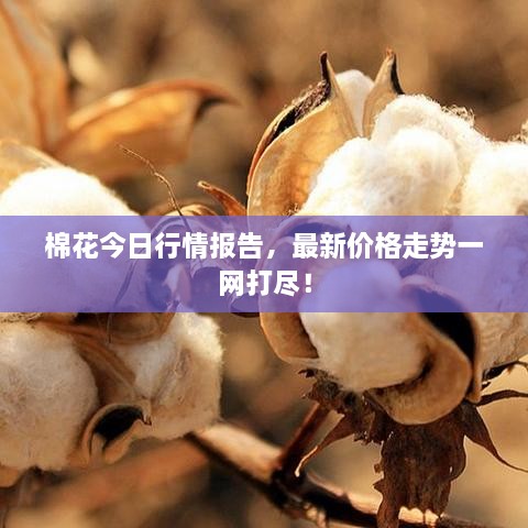 棉花今日行情報告，最新價(jià)格走勢一網(wǎng)打盡！