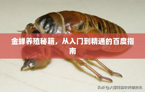 金蟬養殖秘籍，從入門(mén)到精通的百度指南