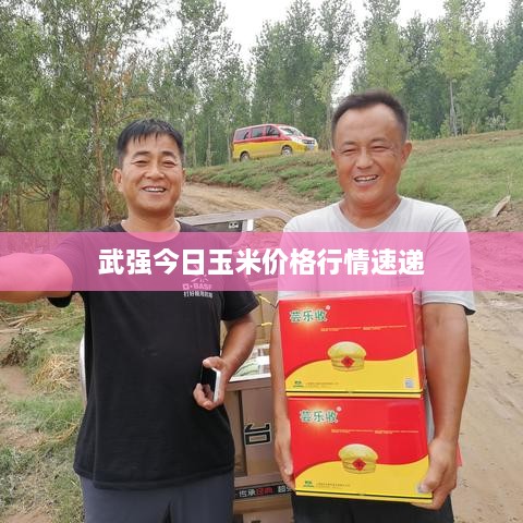武強今日玉米價(jià)格行情速遞