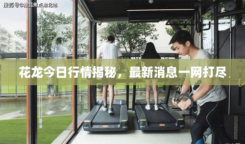 花龍今日行情揭秘，最新消息一網(wǎng)打盡