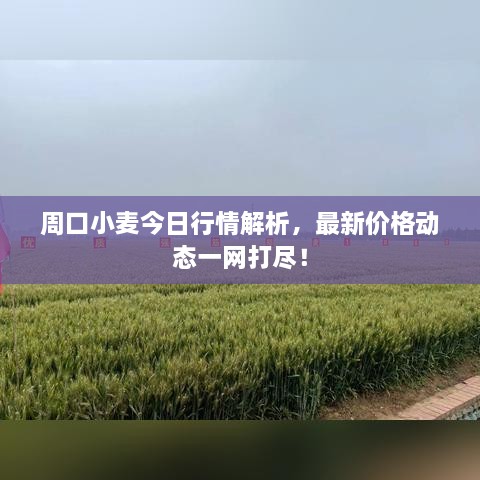 周口小麥今日行情解析，最新價(jià)格動(dòng)態(tài)一網(wǎng)打盡！