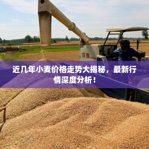 近幾年小麥價(jià)格走勢大揭秘，最新行情深度分析！