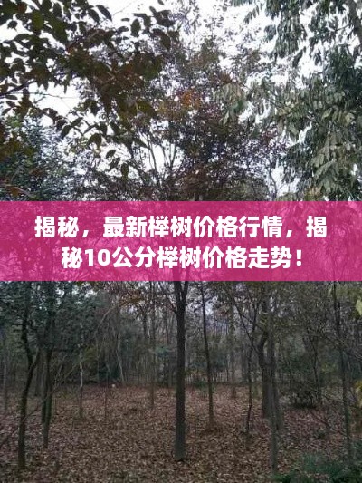 揭秘，最新櫸樹(shù)價(jià)格行情，揭秘10公分櫸樹(shù)價(jià)格走勢！