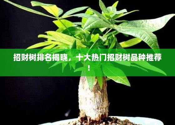 招財樹(shù)排名揭曉，十大熱門(mén)招財樹(shù)品種推薦！