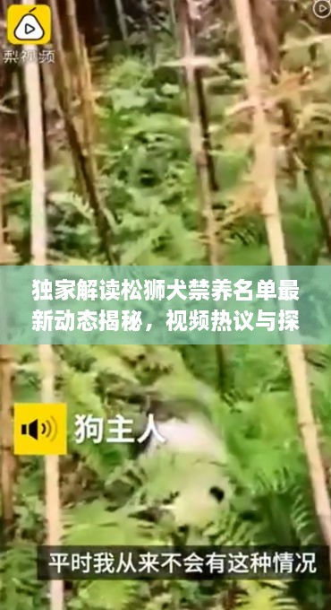 獨家解讀松獅犬禁養名單最新動(dòng)態(tài)揭秘，視頻熱議與探討