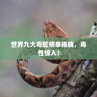 世界九大毒蛇榜單揭曉，毒性驚人！