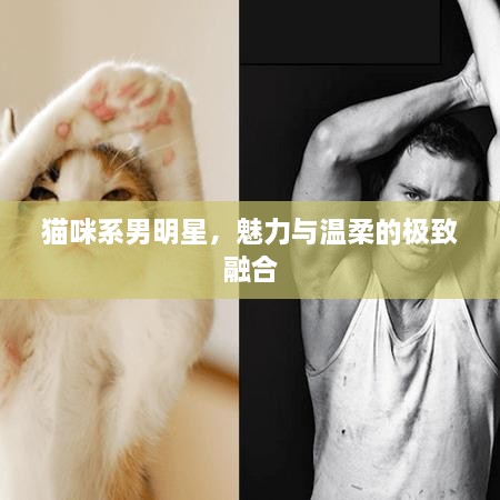 貓咪系男明星，魅力與溫柔的極致融合