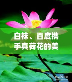 白襪、百度攜手真荷花的美麗奇緣