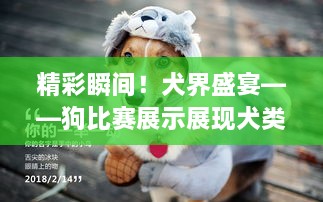 精彩瞬間！犬界盛宴——狗比賽展示展現犬類(lèi)魅力